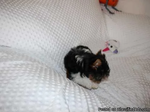 Loving Teacup Yorkie Puppies