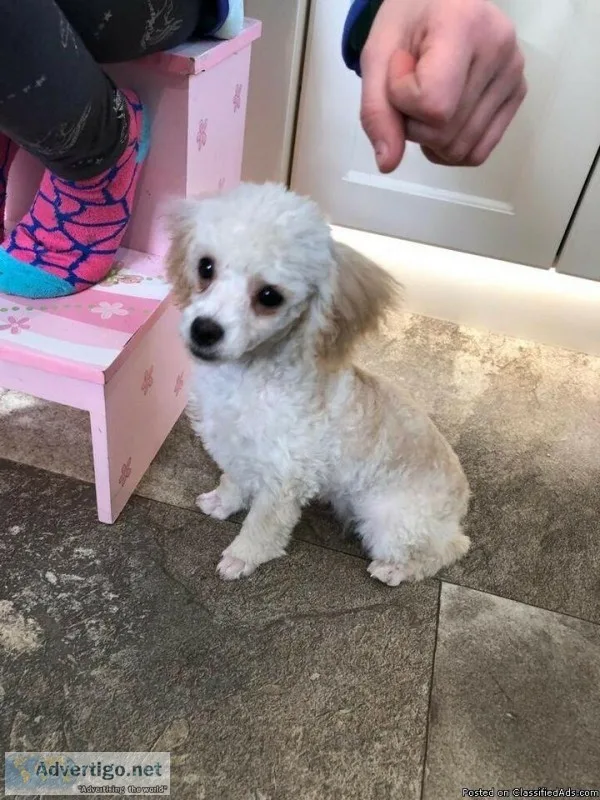 Toy Poodle Puppies (females) Looking for a Fur-ever Home