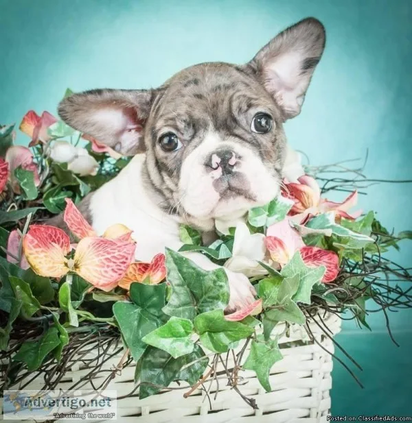 Confetti Female Frenchton