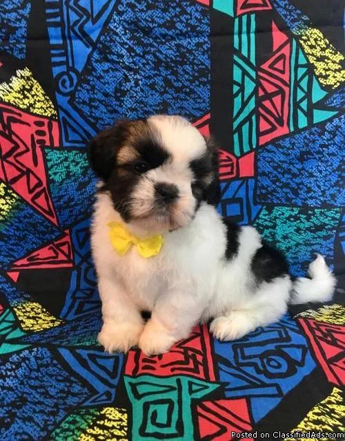 Heatl Shih Tzu Puppies available