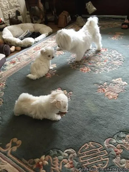 Cute Maltese puppies for sale