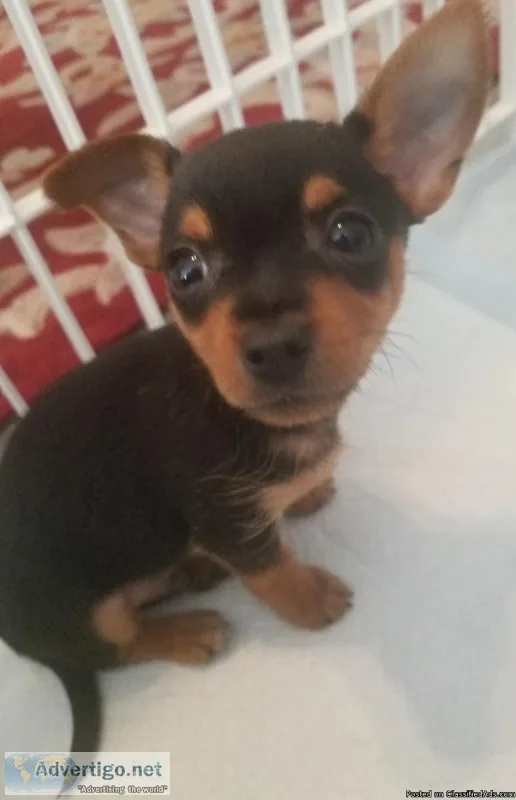 Teacup Chiweenie Puppy