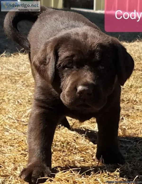 AKC English charcoalsilver and Chocolate Lab puppies