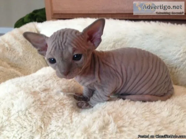 Adorable Sphynx Cat