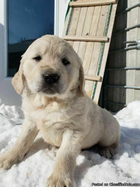 1 GOLDEN RETRIEVER MALE PUPPY LEFT ACCEPTING DEPOSIT NOW