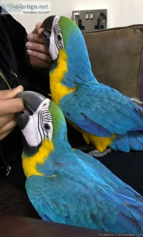 Macaw Baby Blue and Gold Male Hand Raised