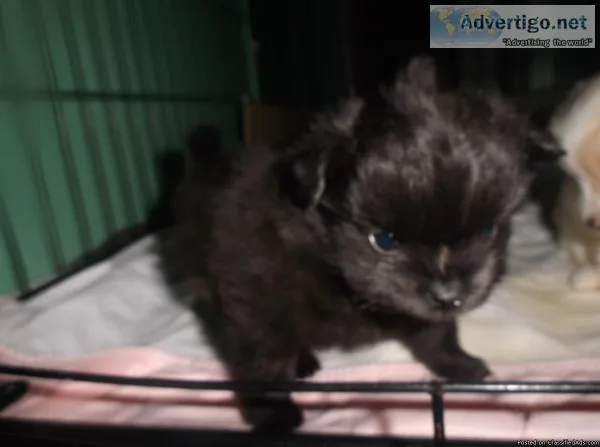 LONG HAIR12 Chihuahua AND 12 Pomeranian puppies 425-293-2757
