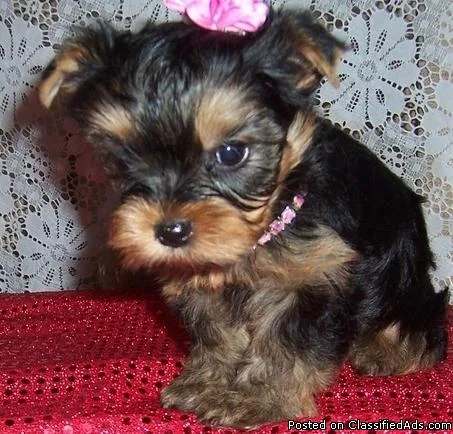Yorkie puppies healthy females and males