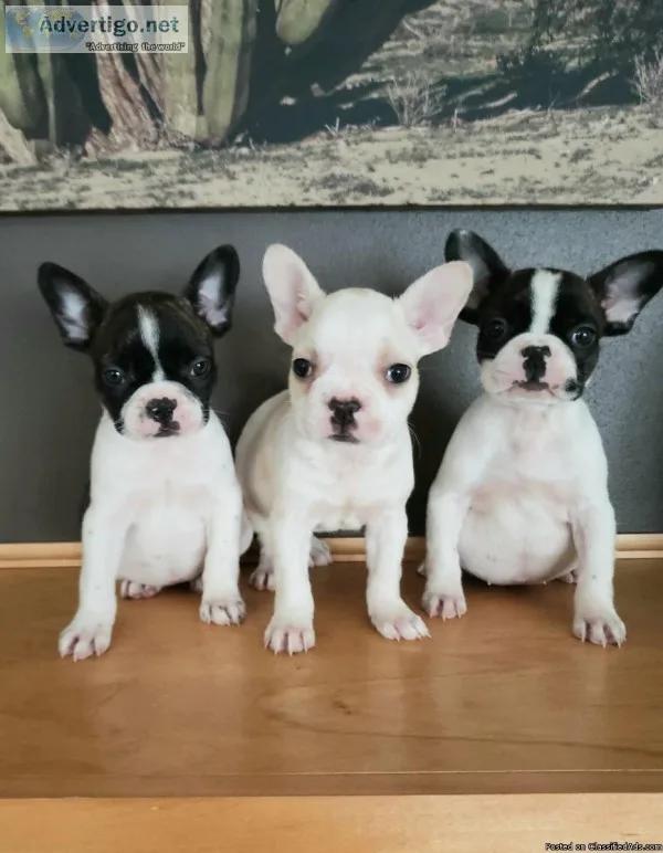Beautiful Frenchton Puppies