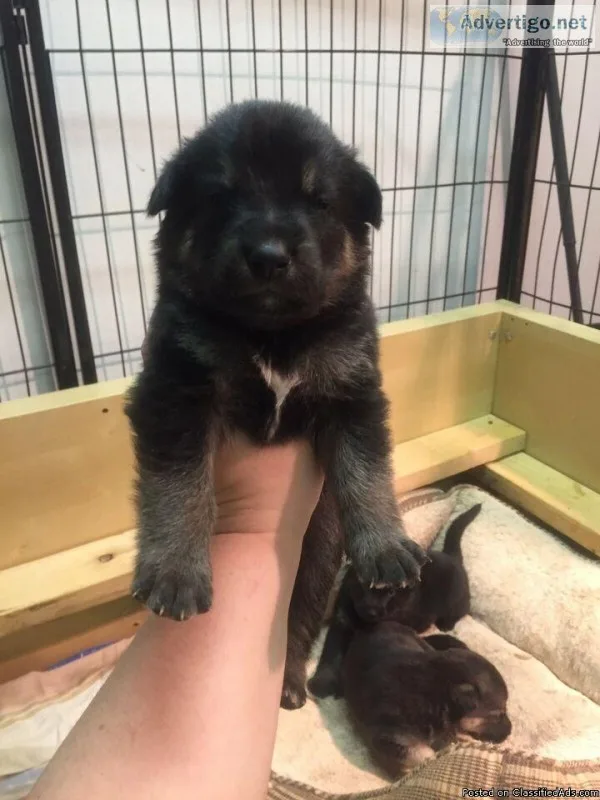 German Shepherd Easter puppies