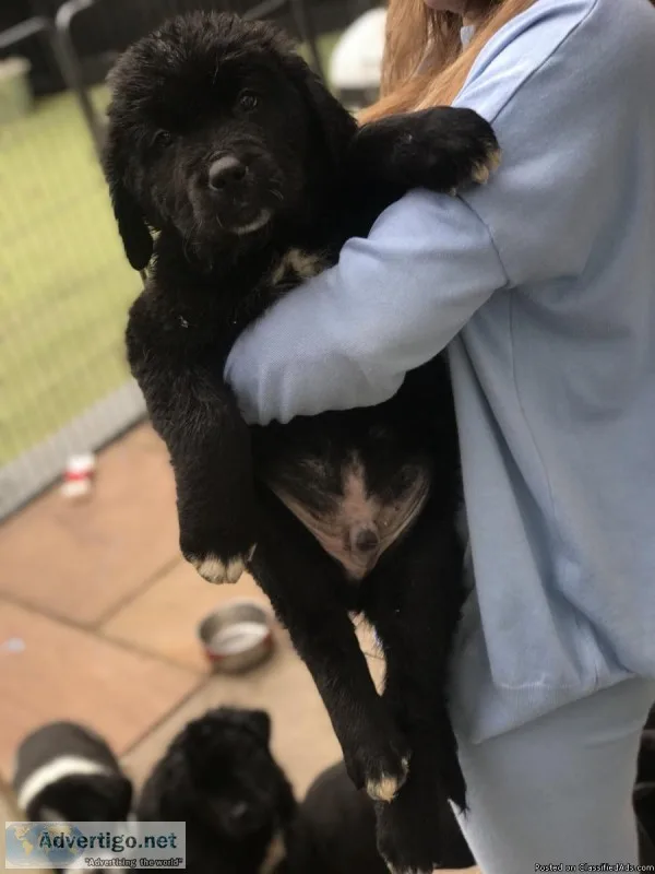 St. Bernard x Newfoundland Puppies for sale