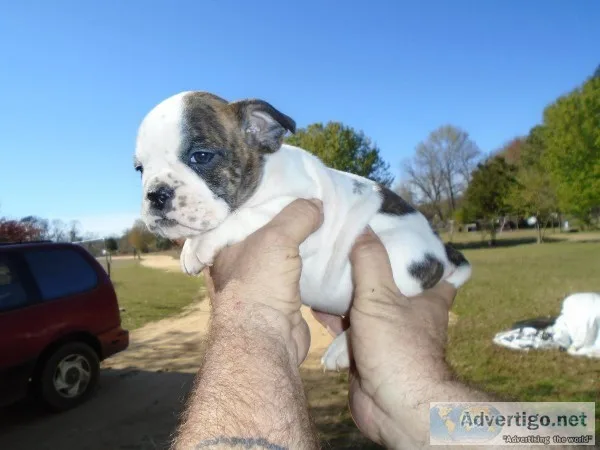 34 English  14 Olde English Bulldog Female Pups