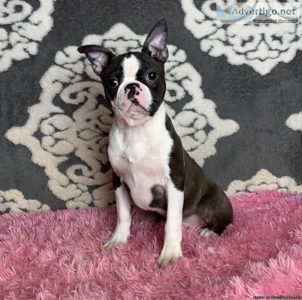 Paige Female ACA Boston Terrier
