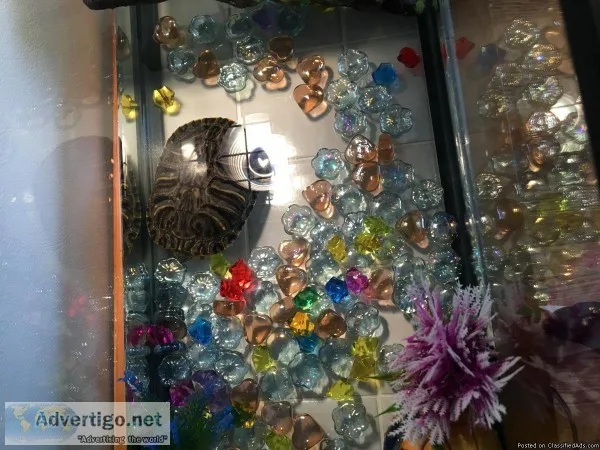 Save Esmeralda the Turtle