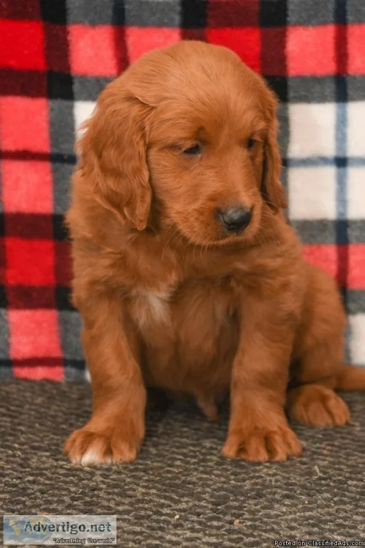 Pete Male AKC Goldendoodle