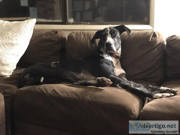 Adult Female Great Dane