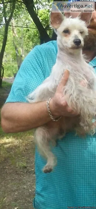 Schnauzer female