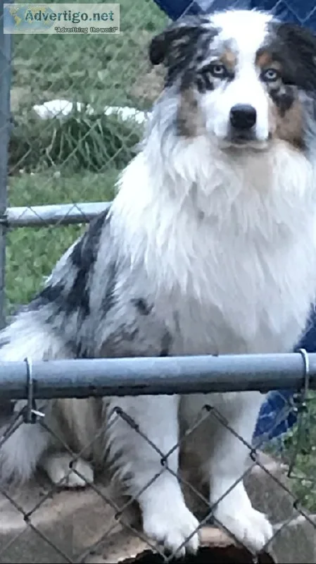 Blue merle aussie