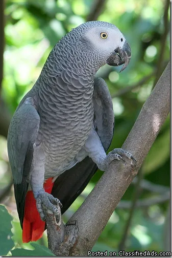 Well Tamed Talking African Grey Parrots