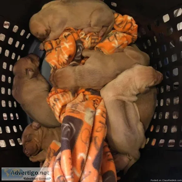 AKC Rhodesian Ridgeback Puppies