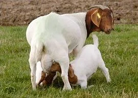Meat and Dairy goats for sale
