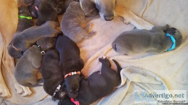 Daniff puppies