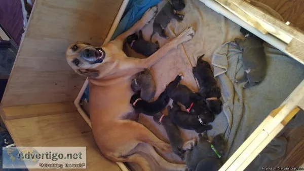 Daniff puppies