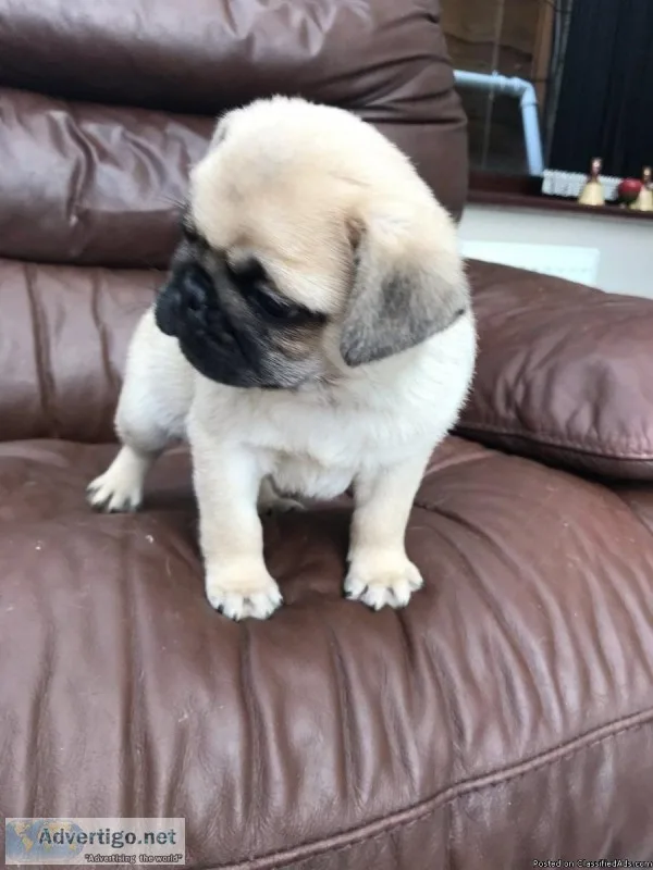 Pug puppies for sale