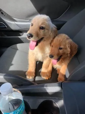 Classic Golden Retriever Puppies