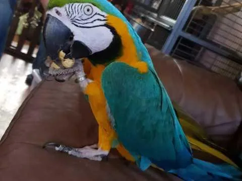 beautiful blue and gold macaw Lora