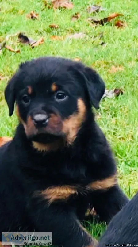 One Left - Rottweiler Puppy For Sale