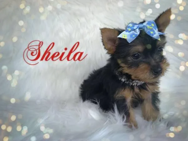 Yorkie Shih tzu