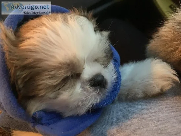 Shih Poo puppy