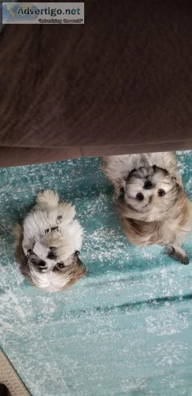 2 male shih tzu