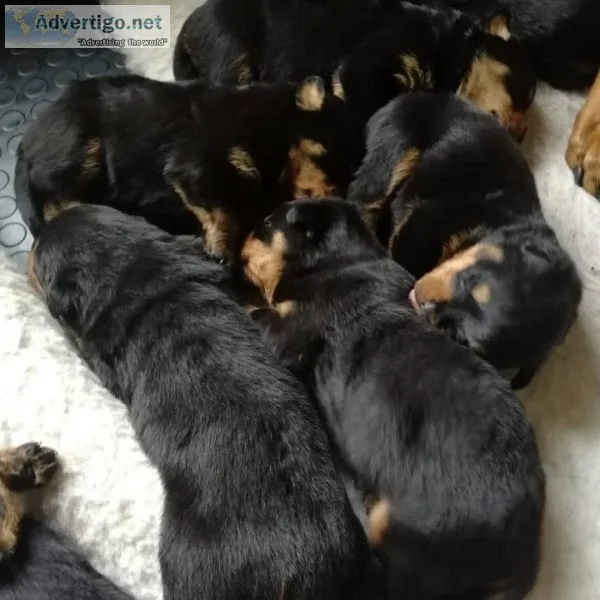Fantastic litter of rottweiler puppies 