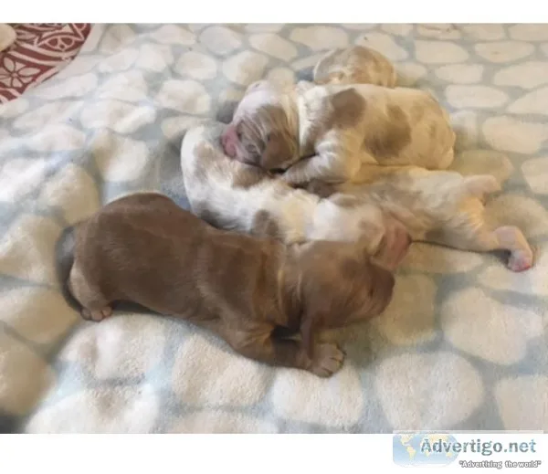 Cooker Spaniel puppies 750