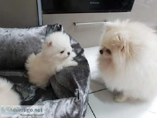 Premium Ice White Pomeranian Puppy