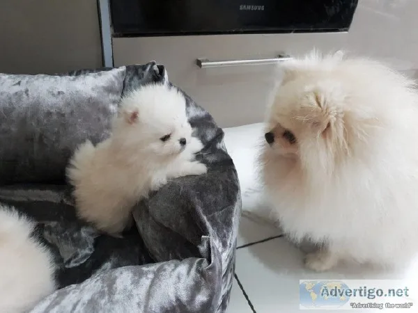 Pomeranian puppies