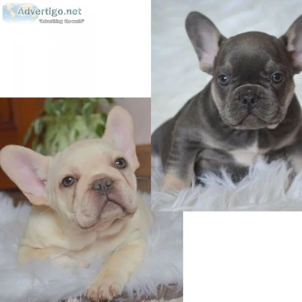 French bulldog puppies