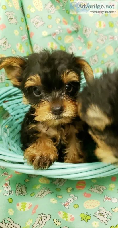 To a Yorkshire terrier puppies