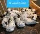 Do you want spots