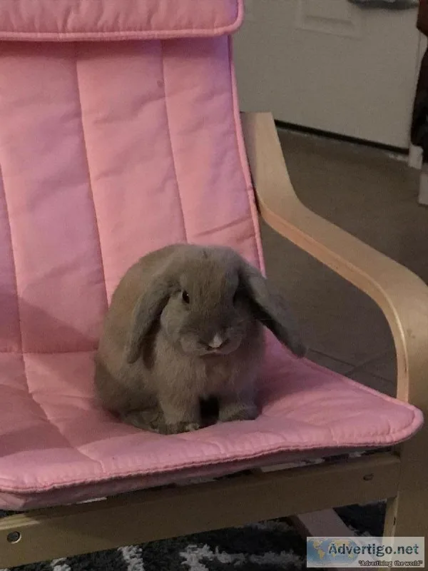 Lilac lops bunny (Young)