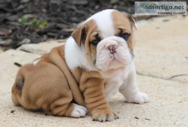 English Bulldog Puppies For Sale - English Bulldogs  Greenfield