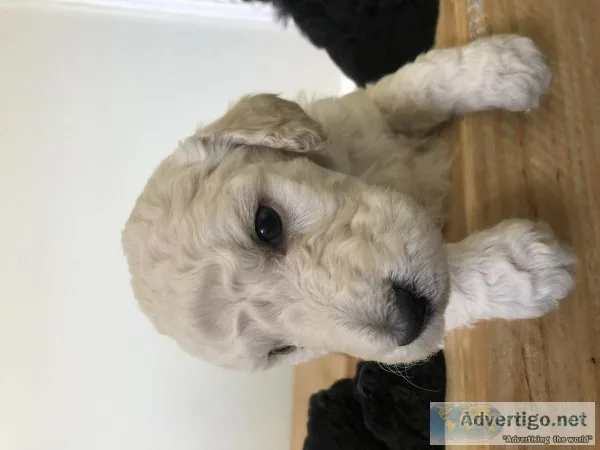 Labradoodle Puppies