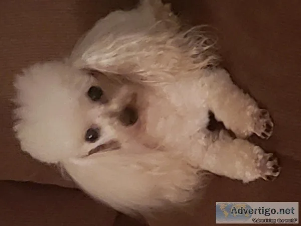 Dog groomer  Needed