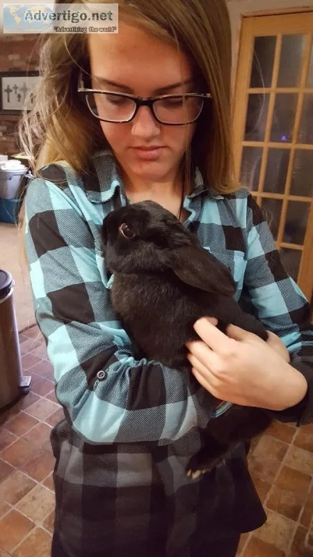 Free Rabbit to good home