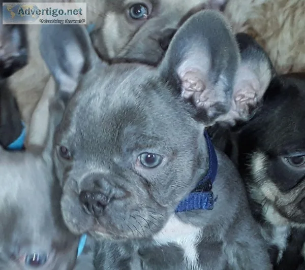 Blue French Bulldog Puppies Now Available.