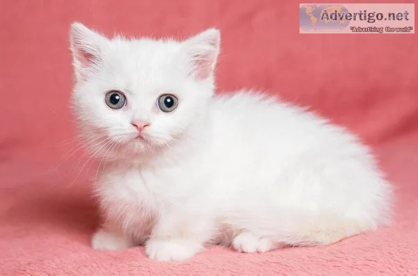 Adorable munchkin kitten for loving home