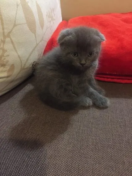 Scottish fold kitten for adoption