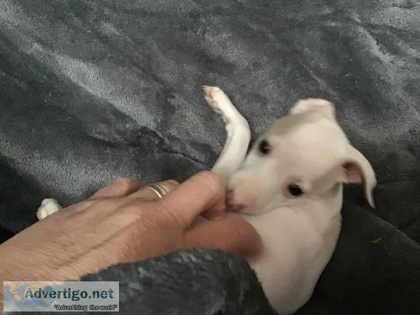 Italian Greyhound Pup